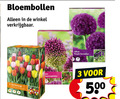 klik op dit plaatje voor een vergroting en voor vergelijkbare aanbiedingen gerelateerd aan ` 3 5 500 bloembollen tulp gemengd tulipe allium purple sensation ` 3 5 500 bloembollen tulp gemengd tulipe allium purple sensation