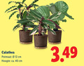 klik op dit plaatje voor een vergroting en voor vergelijkbare aanbiedingen gerelateerd aan ` 12 40 calathea potmaat cm hoogte ca. `  12 40 calathea potmaat cm hoogte ca.