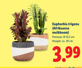 klik op dit plaatje voor een vergroting en voor vergelijkbare aanbiedingen gerelateerd aan ` 30 euphorbia afrikaanse potmaat 10 5 cm hoogte ca. 3.99 `  30 euphorbia afrikaanse potmaat 10 5 cm hoogte ca. 3.99