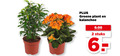 klik op dit plaatje voor een vergroting en voor vergelijkbare aanbiedingen gerelateerd aan ` kalanchoe 2 groene plant stuks ` kalanchoe 2 groene plant stuks