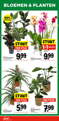 klik op dit plaatje voor een vergroting en voor vergelijkbare aanbiedingen gerelateerd aan ` 1 2 12 18 50 bloemen planten xl kamerplant potmaat cm hoogte 75-100 stuk vlinderorchidee 9 99 5.99 mand ` 1 2 12 18 50 bloemen planten xl kamerplant potmaat cm hoogte 75-100 stuk vlinderorchidee 9 99 5.99 mand