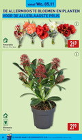 klik op dit plaatje voor een vergroting en voor vergelijkbare aanbiedingen gerelateerd aan ` 1 50 allermooiste bloemen planten amaryllis cm bos skimmia stuk kassa ` 1 50 allermooiste bloemen planten amaryllis cm bos skimmia stuk kassa