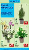 klik op dit plaatje voor een vergroting en voor vergelijkbare aanbiedingen gerelateerd aan ` orchidee helleborus 2 12 13 34 woensdag cm stuk conifeer top bekijk ` orchidee helleborus 2 12 13 34 woensdag cm stuk conifeer top bekijk