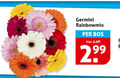 klik op dit plaatje voor een vergroting en voor vergelijkbare aanbiedingen gerelateerd aan ` germini bos 2 99 ` germini bos 2 99