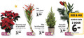 klik op dit plaatje voor een vergroting en voor vergelijkbare aanbiedingen gerelateerd aan ` 2 11 12 jumbo kerstster rood gespikkeld potmaat cm stuk groen bosje mini kerstboompje amaryllis mix bloemen planten soorten ` 2 11 12 jumbo kerstster rood gespikkeld potmaat cm stuk groen bosje mini kerstboompje amaryllis mix bloemen planten soorten