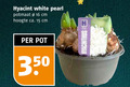 klik op dit plaatje voor een vergroting en voor vergelijkbare aanbiedingen gerelateerd aan ` 15 16 350 hyacint white pearl potmaat cm hoogte ca. pot hyacinthus ` 15 16 350 hyacint white pearl potmaat cm hoogte ca. pot hyacinthus