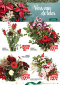klik op dit plaatje voor een vergroting en voor vergelijkbare aanbiedingen gerelateerd aan ` boeket amaryllis 33 vers teler bos christmas vier seizoen weihnachten genieten delen ` boeket amaryllis 33 vers teler bos christmas vier seizoen weihnachten genieten delen