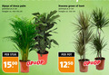 klik op dit plaatje voor een vergroting en voor vergelijkbare aanbiedingen gerelateerd aan ` kamerplanten areca palm 100 1500 potmaat cm hoogte ca. 100-115 dracena groen bont stuk pot ` kamerplanten areca palm 100 1500 potmaat cm hoogte ca. 100-115 dracena groen bont stuk pot