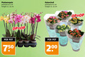 klik op dit plaatje voor een vergroting en voor vergelijkbare aanbiedingen gerelateerd aan ` phalaenopsys 12 25 55 200 750 phalaenopsis potmaat cm hoogte ca. decorum pot ` phalaenopsys 12 25 55 200 750 phalaenopsis potmaat cm hoogte ca. decorum pot