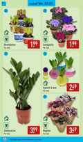 klik op dit plaatje voor een vergroting en voor vergelijkbare aanbiedingen gerelateerd aan ` bloembollen begonia hyacinten 12 blauw l narcissus cm stuk muscari hyacint wax info klik ` bloembollen begonia hyacinten 12 blauw l narcissus cm stuk muscari hyacint wax info klik