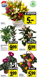 klik op dit plaatje voor een vergroting en voor vergelijkbare aanbiedingen gerelateerd aan ` primula tulpen anthurium 1 2 6 7 8 9 14 hollandse telers dagen bos stelen bossen kamerplant xl japonica ficus potmaat cm hoogte stuk cyclaam 10 5 3.99 buiten pack 99 ` primula tulpen anthurium 1 2 6 7 8 9 14 hollandse telers dagen bos stelen bossen kamerplant xl japonica ficus potmaat cm hoogte stuk cyclaam 10 5 3.99 buiten pack 99