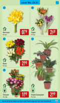 klik op dit plaatje voor een vergroting en voor vergelijkbare aanbiedingen gerelateerd aan ` 12 narcissen bos tulpen rozen cm chrysant stuk groene kamerplant hoogte meld ` 12 narcissen bos tulpen rozen cm chrysant stuk groene kamerplant hoogte meld