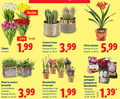 klik op dit plaatje voor een vergroting en voor vergelijkbare aanbiedingen gerelateerd aan ` 10 12 13 17 25 48 clivia tulpen stelen cactus luxe bloempot potmaat cm hoogte ca. 3.99 5.99 plant oosters keramiek bloembollen eco pot tuin uitbloeien plantuien aardappel pootgoed varieeren ` 10 12 13 17 25 48 clivia tulpen stelen cactus luxe bloempot potmaat cm hoogte ca. 3.99 5.99 plant oosters keramiek bloembollen eco pot tuin uitbloeien plantuien aardappel pootgoed varieeren