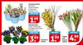 klik op dit plaatje voor een vergroting en voor vergelijkbare aanbiedingen gerelateerd aan ` 12 17 99 tetra 060 hyacinthus re jan bos blue armeniacum voorjaarsbollen narcissen blauwe druifjes hyacinten potmaat cm stuk voorjaarsmix violen madeliefjes vergeet nietjes voorjaars takken tulpen ` 12 17 99 tetra 060 hyacinthus re jan bos blue armeniacum voorjaarsbollen narcissen blauwe druifjes hyacinten potmaat cm stuk voorjaarsmix violen madeliefjes vergeet nietjes voorjaars takken tulpen