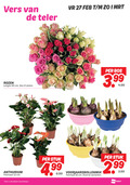 klik op dit plaatje voor een vergroting en voor vergelijkbare aanbiedingen gerelateerd aan ` 9 12 16 27 40 vers teler rozen lengte cm bos stelen anthurium potmaat beschikbaar stuk 4 99 3.99 voorjaarsbollenmix ` 9 12 16 27 40 vers teler rozen lengte cm bos stelen anthurium potmaat beschikbaar stuk 4 99 3.99 voorjaarsbollenmix