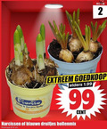 klik op dit plaatje voor een vergroting en voor vergelijkbare aanbiedingen gerelateerd aan ` 2 9 99 home garden bulbs narcissus extreem elders narcissen blauwe druifjes bollenmix cent potmaat cm ` 2 9 99 home garden bulbs narcissus extreem elders narcissen blauwe druifjes bollenmix cent potmaat cm