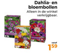 klik op dit plaatje voor een vergroting en voor vergelijkbare aanbiedingen gerelateerd aan ` bloembollen ` bloembollen