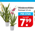 klik op dit plaatje voor een vergroting en voor vergelijkbare aanbiedingen gerelateerd aan ` orchidee 12 vlinderorchidee potmaat cm stuk ` orchidee 12 vlinderorchidee potmaat cm stuk