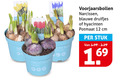 klik op dit plaatje voor een vergroting en voor vergelijkbare aanbiedingen gerelateerd aan ` narcissen hyacinten blauwe druifjes 12 69 hyacinthus re tan bos blue voorjaarsbollen potmaat cm stuk 16 ` narcissen hyacinten blauwe druifjes 12 69 hyacinthus re tan bos blue voorjaarsbollen potmaat cm stuk 16