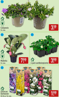 klik op dit plaatje voor een vergroting en voor vergelijkbare aanbiedingen gerelateerd aan ` 6 12 17 140 cm campanula stuk medinilla 0880 gardenline pack aardbeienplanten sierheester 1 99 chinees klokje bruidsbloem ` 6 12 17 140 cm campanula stuk medinilla 0880 gardenline pack aardbeienplanten sierheester 1 99 chinees klokje bruidsbloem