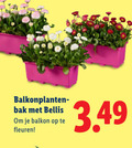 klik op dit plaatje voor een vergroting en voor vergelijkbare aanbiedingen gerelateerd aan ` bak bellis balkon fleuren ` bak bellis balkon fleuren