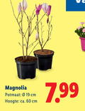 klik op dit plaatje voor een vergroting en voor vergelijkbare aanbiedingen gerelateerd aan ` tuinplanten 60 magnolia potmaat cm hoogte ca. ` tuinplanten 60 magnolia potmaat cm hoogte ca.