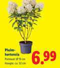 klik op dit plaatje voor een vergroting en voor vergelijkbare aanbiedingen gerelateerd aan ` hortensia potmaat cm hoogte ca. ` hortensia potmaat cm hoogte ca.