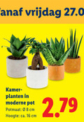 klik op dit plaatje voor een vergroting en voor vergelijkbare aanbiedingen gerelateerd aan ` kamerplanten 16 vrijdag kamer planten moderne pot potmaat cm hoogte ca. ` kamerplanten 16 vrijdag kamer planten moderne pot potmaat cm hoogte ca.