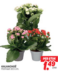 klik op dit plaatje voor een vergroting en voor vergelijkbare aanbiedingen gerelateerd aan ` kalanchoe potmaat cm stuk ` kalanchoe potmaat cm stuk