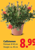 klik op dit plaatje voor een vergroting en voor vergelijkbare aanbiedingen gerelateerd aan ` tuinplanten 40 potmaat cm hoogte ca. ` tuinplanten 40 potmaat cm hoogte ca.