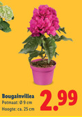 klik op dit plaatje voor een vergroting en voor vergelijkbare aanbiedingen gerelateerd aan ` 2 25 bougainvillea potmaat cm hoogte ca. 25cm ` 2 25 bougainvillea potmaat cm hoogte ca. 25cm