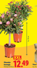 klik op dit plaatje voor een vergroting en voor vergelijkbare aanbiedingen gerelateerd aan ` ca. cm oleander boompje potmaat xxl vaas ` ca. cm oleander boompje potmaat xxl vaas