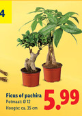 klik op dit plaatje voor een vergroting en voor vergelijkbare aanbiedingen gerelateerd aan ` 12 35 ficus pachira potmaat hoogte ca. cm 5.99 ` 12 35 ficus pachira potmaat hoogte ca. cm 5.99