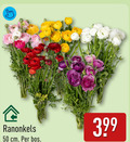 klik op dit plaatje voor een vergroting en voor vergelijkbare aanbiedingen gerelateerd aan ` 50 ranonkels cm bos ` 50 ranonkels cm bos