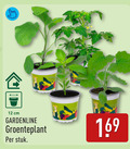 klik op dit plaatje voor een vergroting en voor vergelijkbare aanbiedingen gerelateerd aan ` 12 cm gardenline groenteplant stuk ` 12 cm gardenline groenteplant stuk