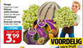 klik op dit plaatje voor een vergroting en voor vergelijkbare aanbiedingen gerelateerd aan ` meloen avocado druiven mango 2 500 schaal stuks pitloze witte cantaloupe stuk eetrijp pride smooth avocados ripe vers fruit ` meloen avocado druiven mango 2 500 schaal stuks pitloze witte cantaloupe stuk eetrijp pride smooth avocados ripe vers fruit