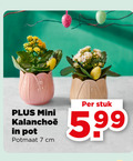 klik op dit plaatje voor een vergroting en voor vergelijkbare aanbiedingen gerelateerd aan ` kalanchoe 7 mini pot potmaat cm stuk 5.99 ` kalanchoe 7 mini pot potmaat cm stuk 5.99