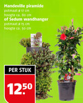 klik op dit plaatje voor een vergroting en voor vergelijkbare aanbiedingen gerelateerd aan ` tuinplanten 15 17 50 80 piramide potmaat cm hoogte ca. sedum wandhanger stuk ` tuinplanten 15 17 50 80 piramide potmaat cm hoogte ca. sedum wandhanger stuk