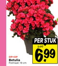klik op dit plaatje voor een vergroting en voor vergelijkbare aanbiedingen gerelateerd aan ` tuinplanten 19 stuk betulia potmaat cm ` tuinplanten 19 stuk betulia potmaat cm