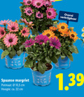 klik op dit plaatje voor een vergroting en voor vergelijkbare aanbiedingen gerelateerd aan ` 22 spaanse margriet potmaat 10 5 cm hoogte ca. ` 22 spaanse margriet potmaat 10 5 cm hoogte ca.