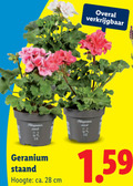 klik op dit plaatje voor een vergroting en voor vergelijkbare aanbiedingen gerelateerd aan ` 28 geranium staand hoogte ca. cm ` 28 geranium staand hoogte ca. cm