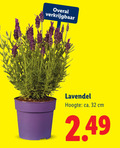 klik op dit plaatje voor een vergroting en voor vergelijkbare aanbiedingen gerelateerd aan ` 32 lavendel hoogte ca. cm ` 32 lavendel hoogte ca. cm