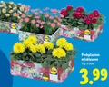 klik op dit plaatje voor een vergroting en voor vergelijkbare aanbiedingen gerelateerd aan ` perkplanten 6 tray stuks 3.99 ` perkplanten 6 tray stuks 3.99