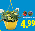 klik op dit plaatje voor een vergroting en voor vergelijkbare aanbiedingen gerelateerd aan ` tuinplanten hangplanten mix ` tuinplanten hangplanten mix