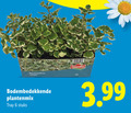 klik op dit plaatje voor een vergroting en voor vergelijkbare aanbiedingen gerelateerd aan ` tuinplanten 6 plectranthus outdoor bodembedekkende plantenmix tray stuks 3.99 ` tuinplanten 6 plectranthus outdoor bodembedekkende plantenmix tray stuks 3.99
