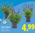 klik op dit plaatje voor een vergroting en voor vergelijkbare aanbiedingen gerelateerd aan ` tuinplanten 17 50 salvia potmaat cm hoogte ca. ` tuinplanten 17 50 salvia potmaat cm hoogte ca.