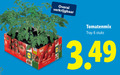 klik op dit plaatje voor een vergroting en voor vergelijkbare aanbiedingen gerelateerd aan ` tomatenplant 6 tomatenmix tray stuks ` tomatenplant 6 tomatenmix tray stuks
