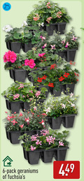 klik op dit plaatje voor een vergroting en voor vergelijkbare aanbiedingen gerelateerd aan ` geranium fuchsia 6 pack geraniums ` geranium fuchsia 6 pack geraniums