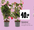 klik op dit plaatje voor een vergroting en voor vergelijkbare aanbiedingen gerelateerd aan ` 10 dipladenia potmaat 15cm hoogte 50-55 cm ` 10 dipladenia potmaat 15cm hoogte 50-55 cm