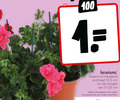 klik op dit plaatje voor een vergroting en voor vergelijkbare aanbiedingen gerelateerd aan ` geranium 1 100 geraniums staand hangend potmaat cm hoogte aanbod ` geranium 1 100 geraniums staand hangend potmaat cm hoogte aanbod